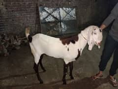 goats for sale