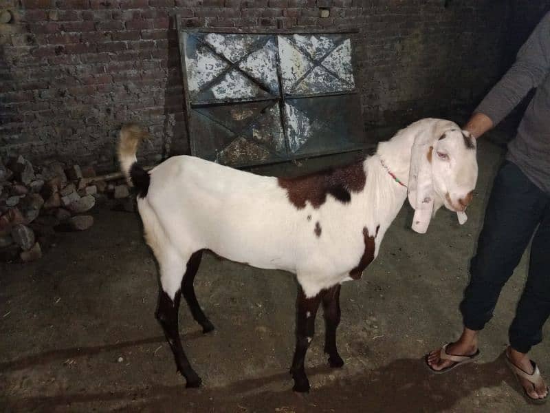 goats for sale 0