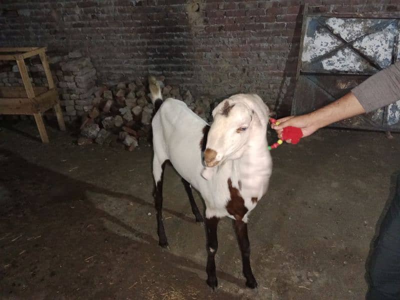 goats for sale 1