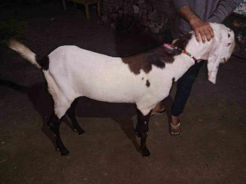 goats for sale 2