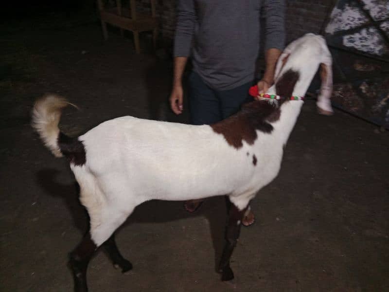 goats for sale 3