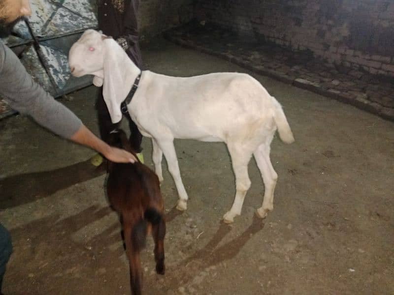 goats for sale 7