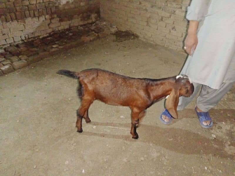 goats for sale 8