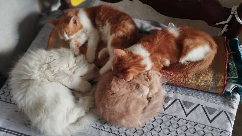 orange Persian pregnant cat 6