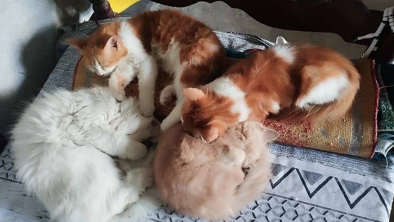 orange Persian pregnant cat 7