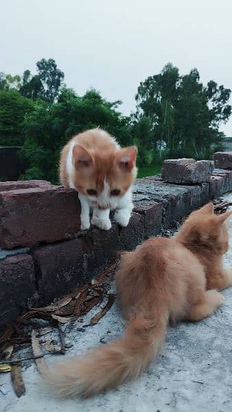 orange Persian pregnant cat 8