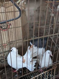 Pigeons for Urgent Sale