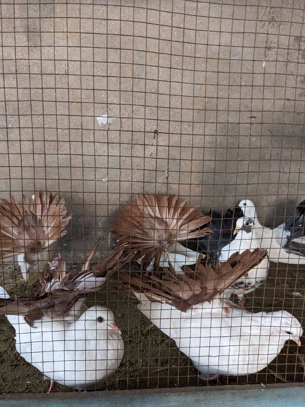 Pigeons for Urgent Sale 1