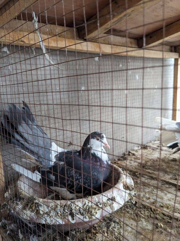 Pigeons for Urgent Sale 2