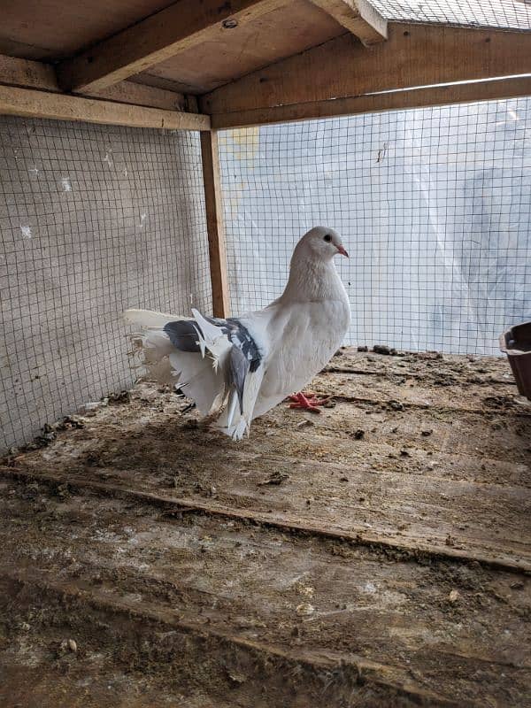 Pigeons for Urgent Sale 3