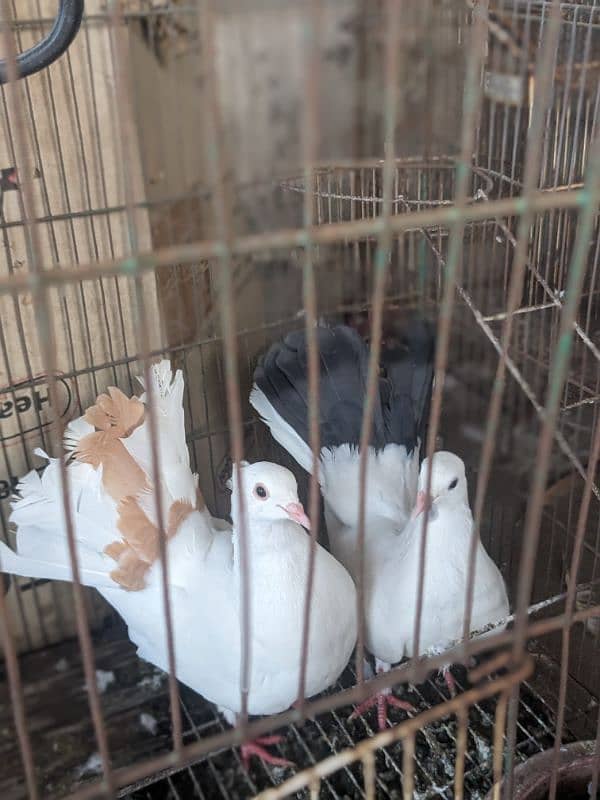 Pigeons for Urgent Sale 4