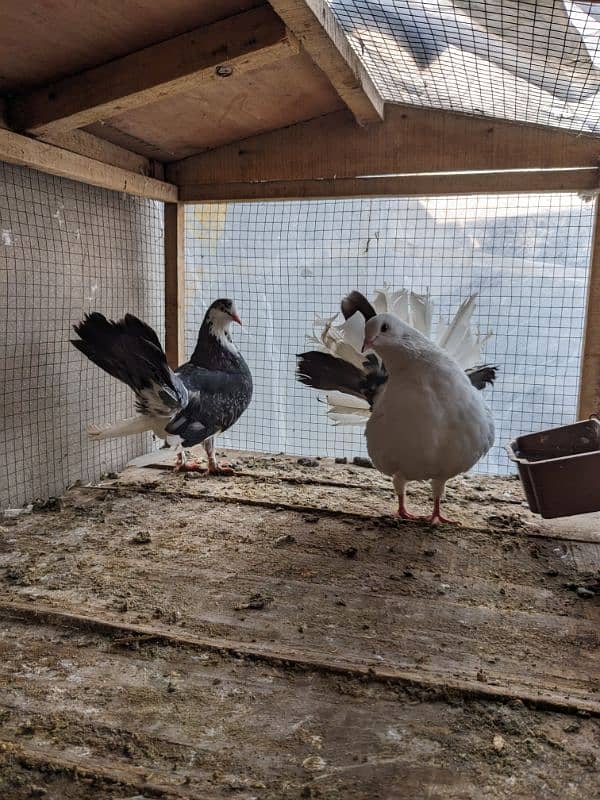 Pigeons for Urgent Sale 5