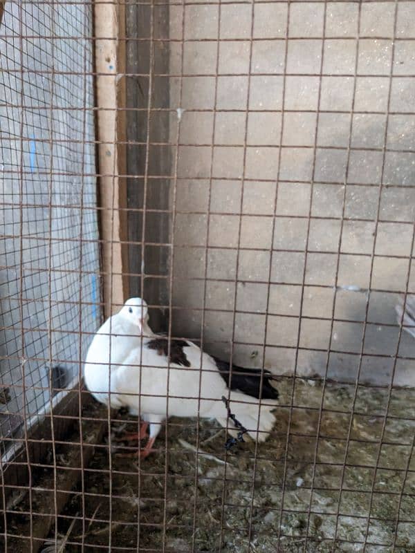 Pigeons for Urgent Sale 7