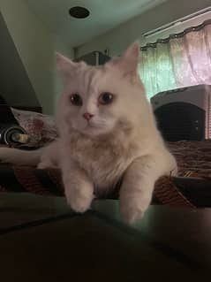 Persian Male Cat For Sale