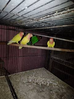 love birds latino common lutino green fisher male