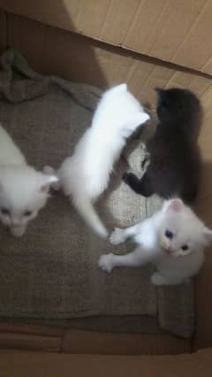 PERSIAN MIX BREED KITTENS READ description