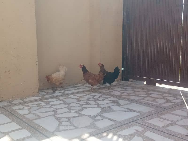 pure desi hens 0