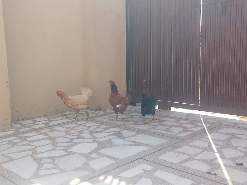 pure desi hens 1