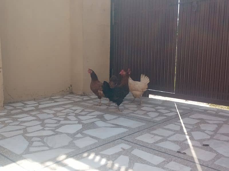 pure desi hens 2