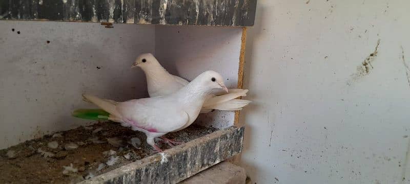 pigeons 7