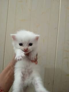 Female baby cats double coat 0