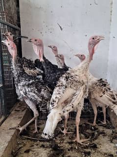 Turkey Hens Ready To Breed 0