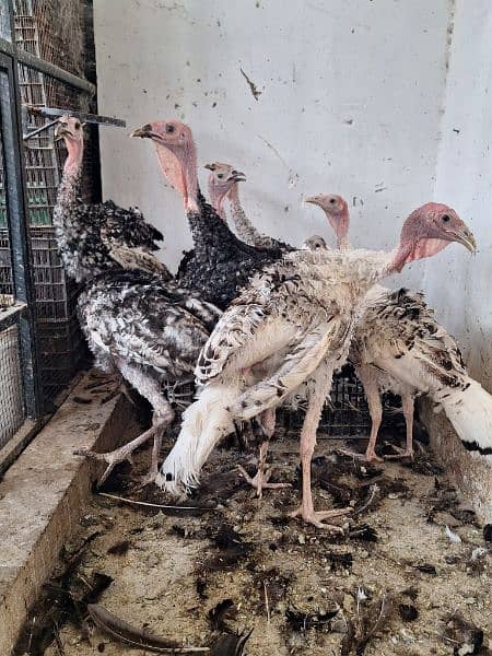 Turkey Hens Ready To Breed 3