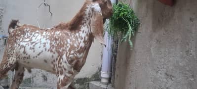 pure makhi chini breeder male Bakra 03104000610