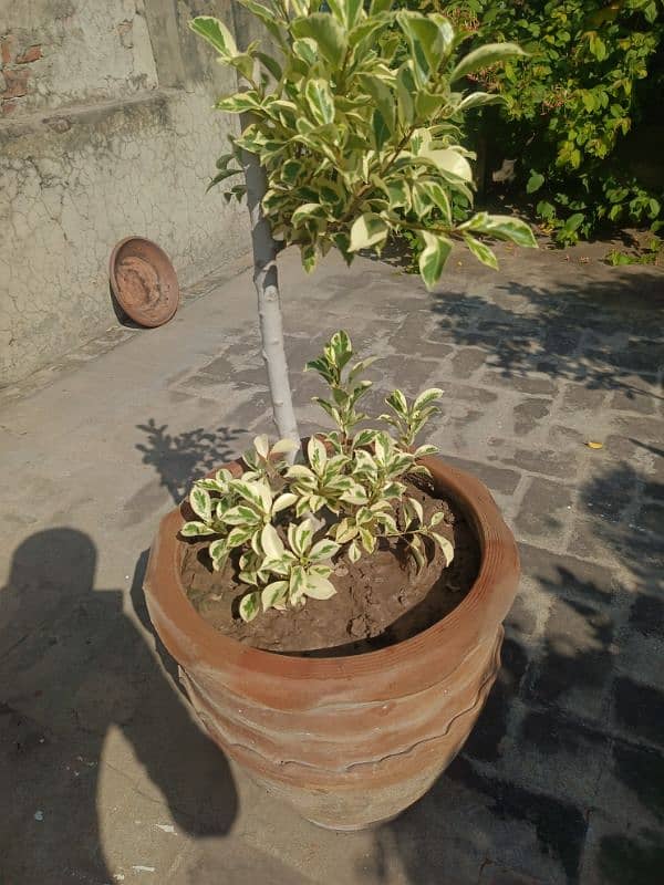 Starlight Ficus Plant || Forever Green Plant || 12 Season Plant 3