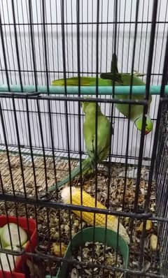 Ringneck wild pair for sale 0