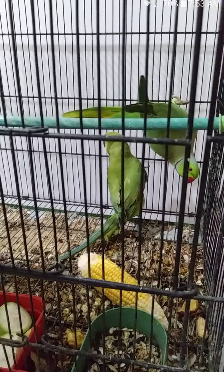 Ringneck wild pair for sale 1