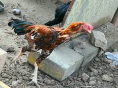 Aseel hens setup For sale 0