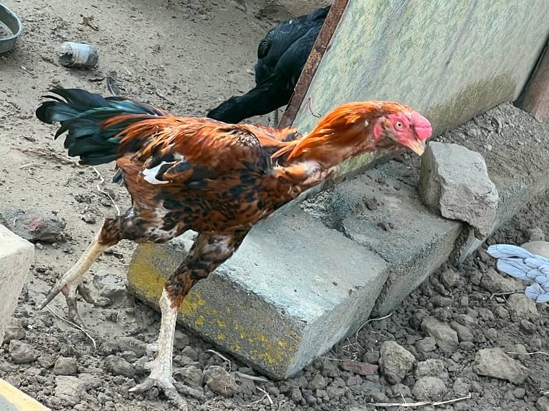 Aseel hens setup For sale 0