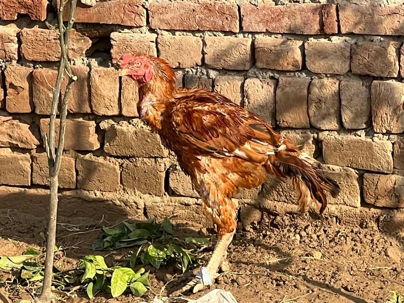 Aseel hens setup For sale 1