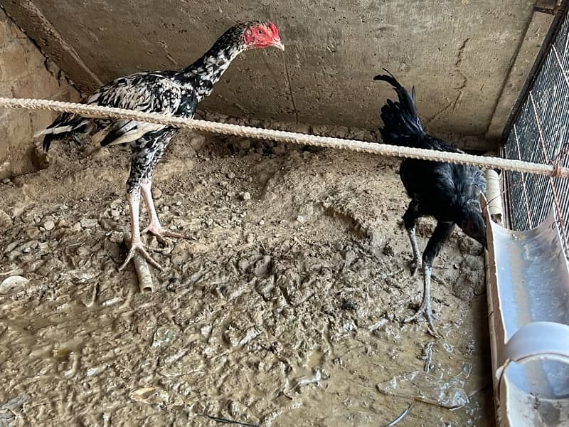 Aseel hens setup For sale 2