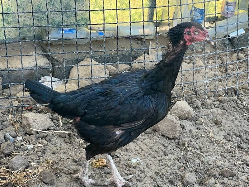 Aseel hens setup For sale 3