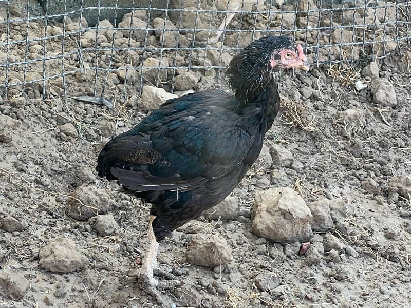 Aseel hens setup For sale 4