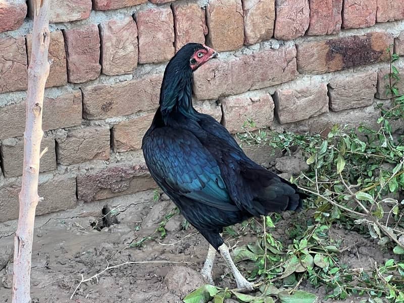 Aseel hens setup For sale 5