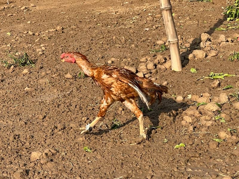 Aseel hens setup For sale 6