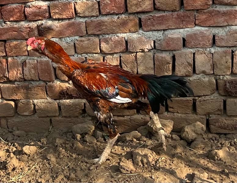 Aseel hens setup For sale 7