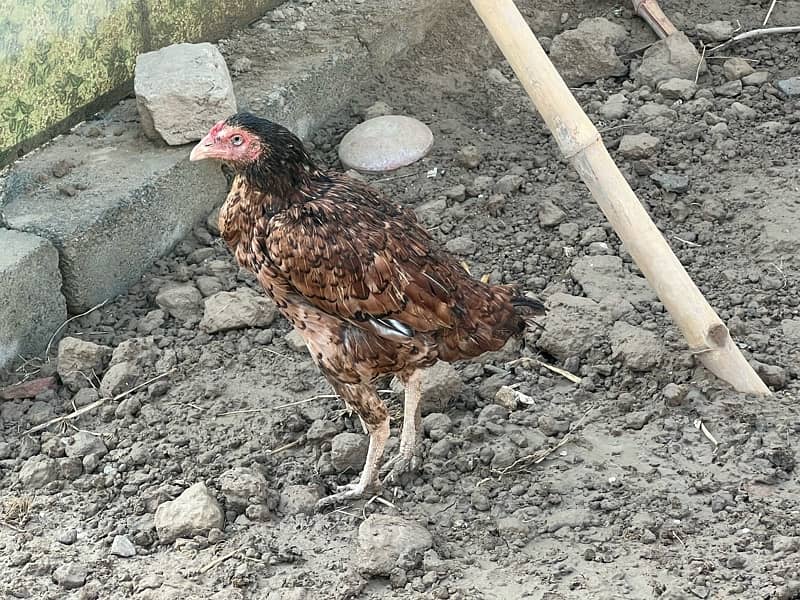 Aseel hens setup For sale 8