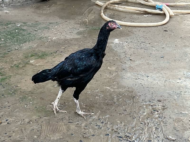 Aseel hens setup For sale 9