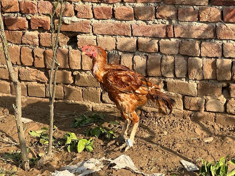 Aseel hens setup For sale 14