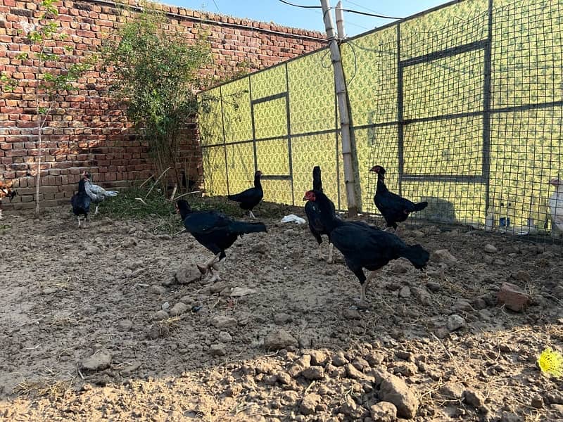 Aseel hens setup For sale 15