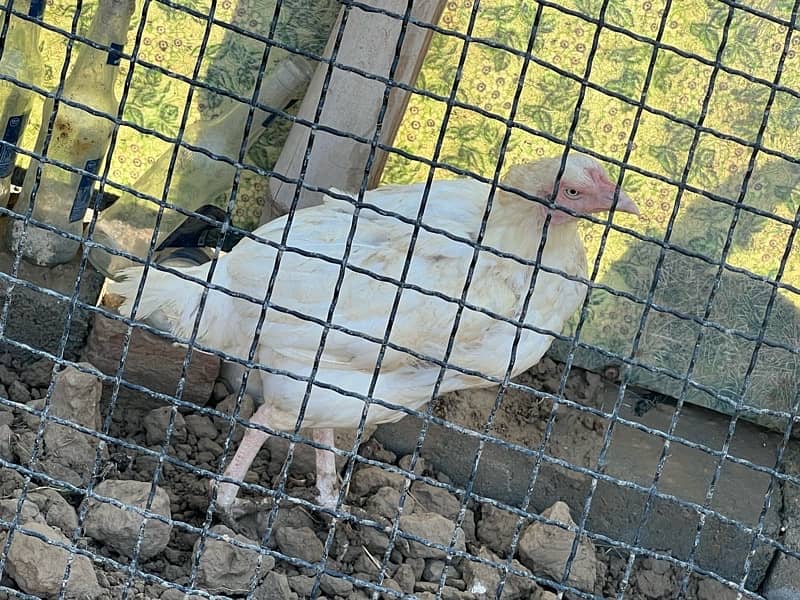 Aseel hens setup For sale 16