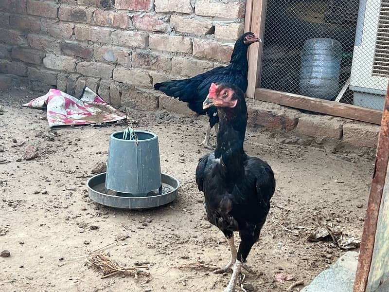 Aseel hens setup For sale 17