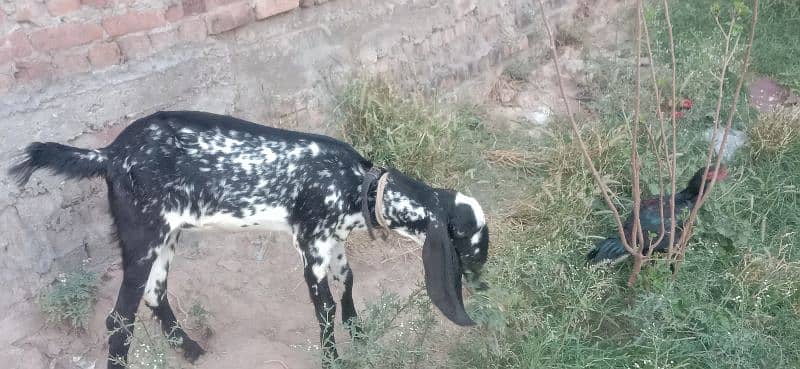 dasi black mahki chini bakri for sale 1