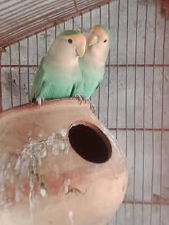 Love birds