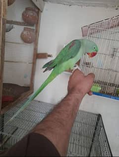 Hand tame parrot for sale no bite