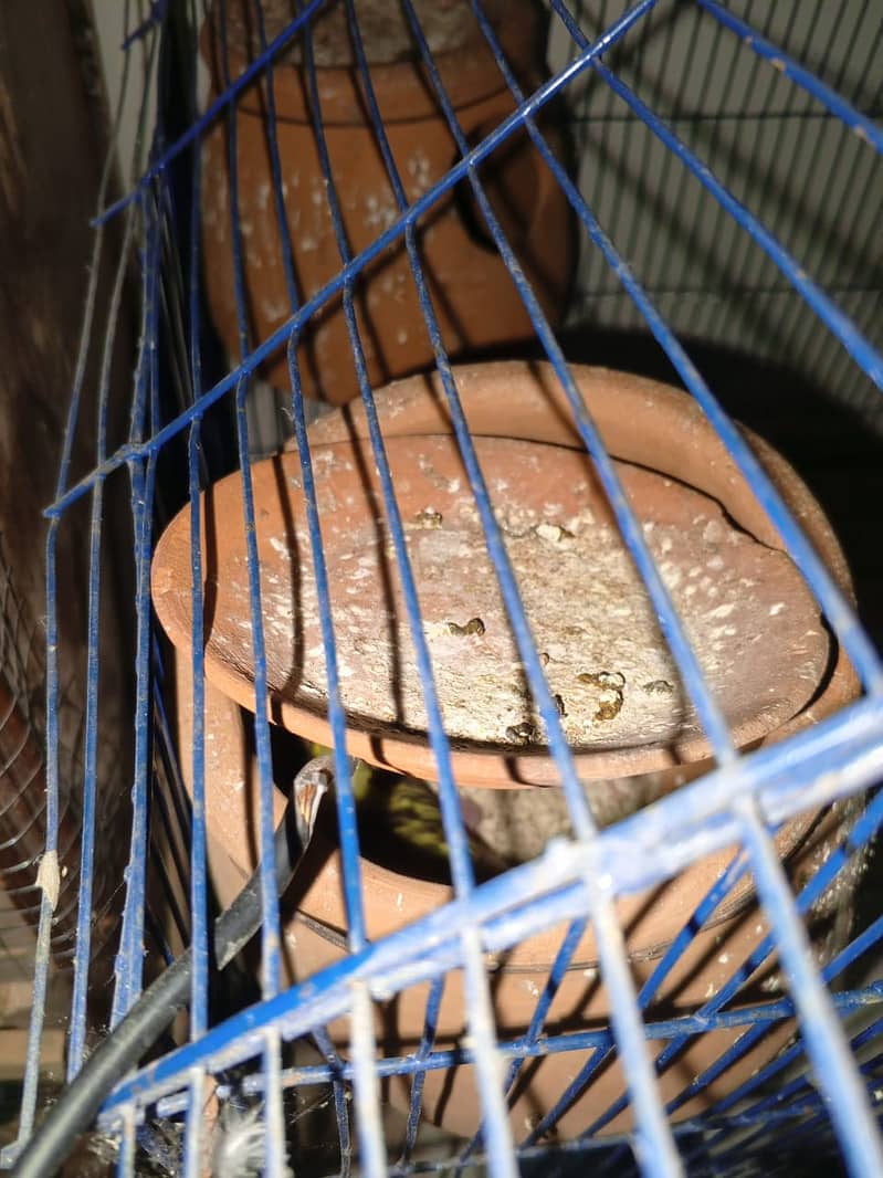 Australain parrot with eggs and chiks 3